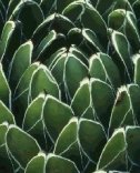 Agave