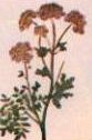 Angelica