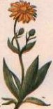 Arnica