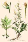 Artemisia