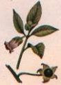 Belladonna