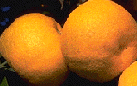 Bergamotto