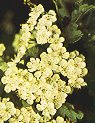Biancospino