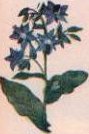 Borragine