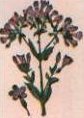 Centaurea