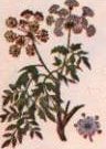 Cicuta