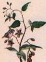 Dulcamara