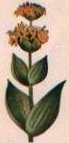 Genziana