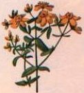 Ginestra