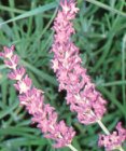 Lavanda