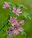 Malva