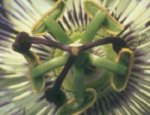 Passiflora