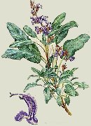 Salvia