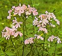 Saponaria