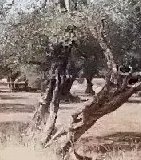 Olivi